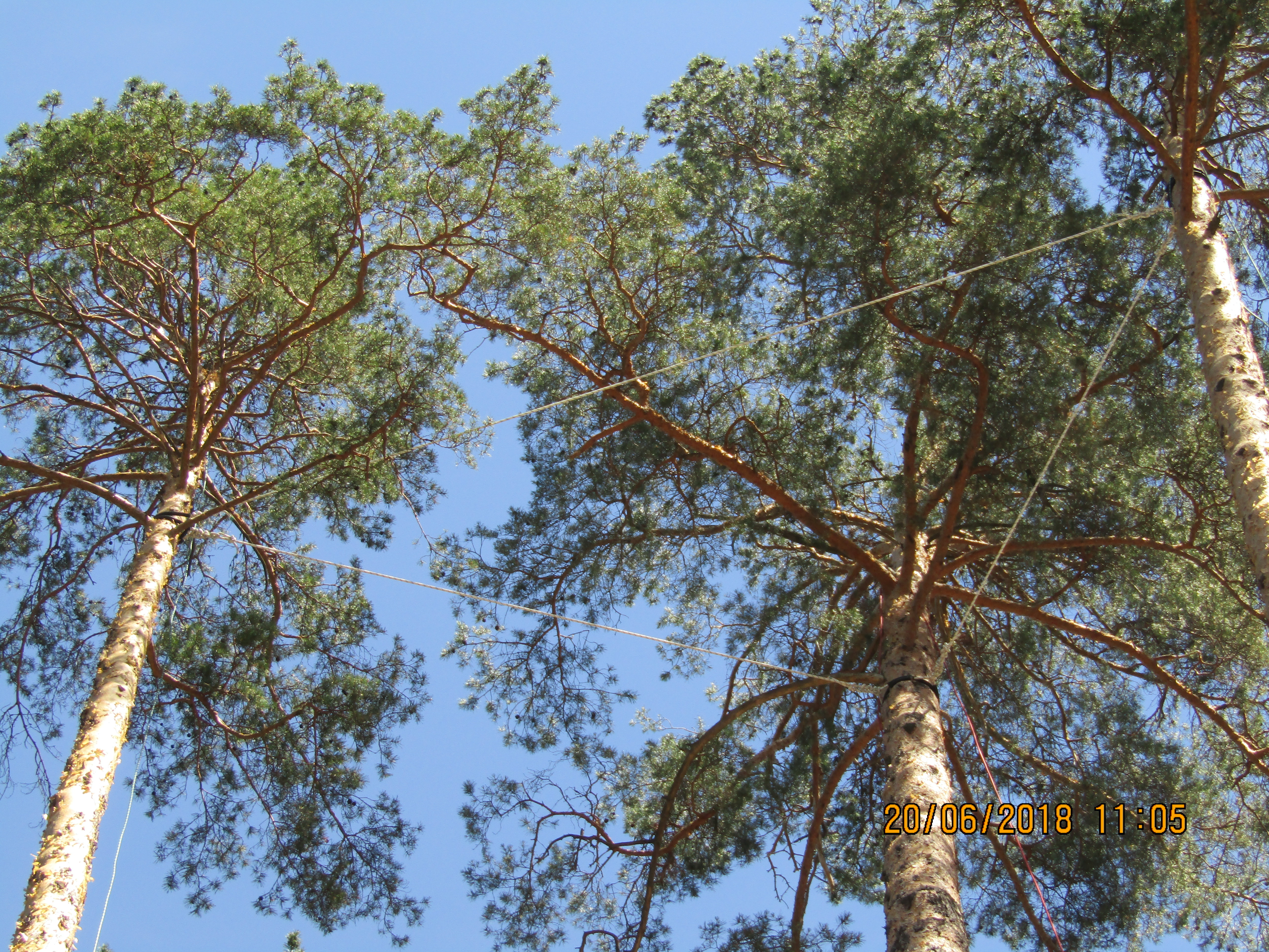 Каблинг - система крепления нескольких деревьев между собой